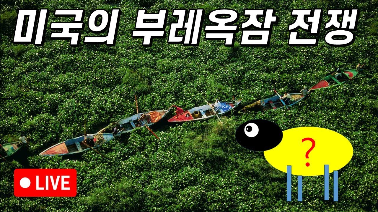 부레옥잠 끝장내려다가 미국에 OO가 살게 될뻔했던 이야기!