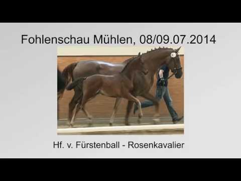 Hf v Fuerstenball x Rosenkavalier