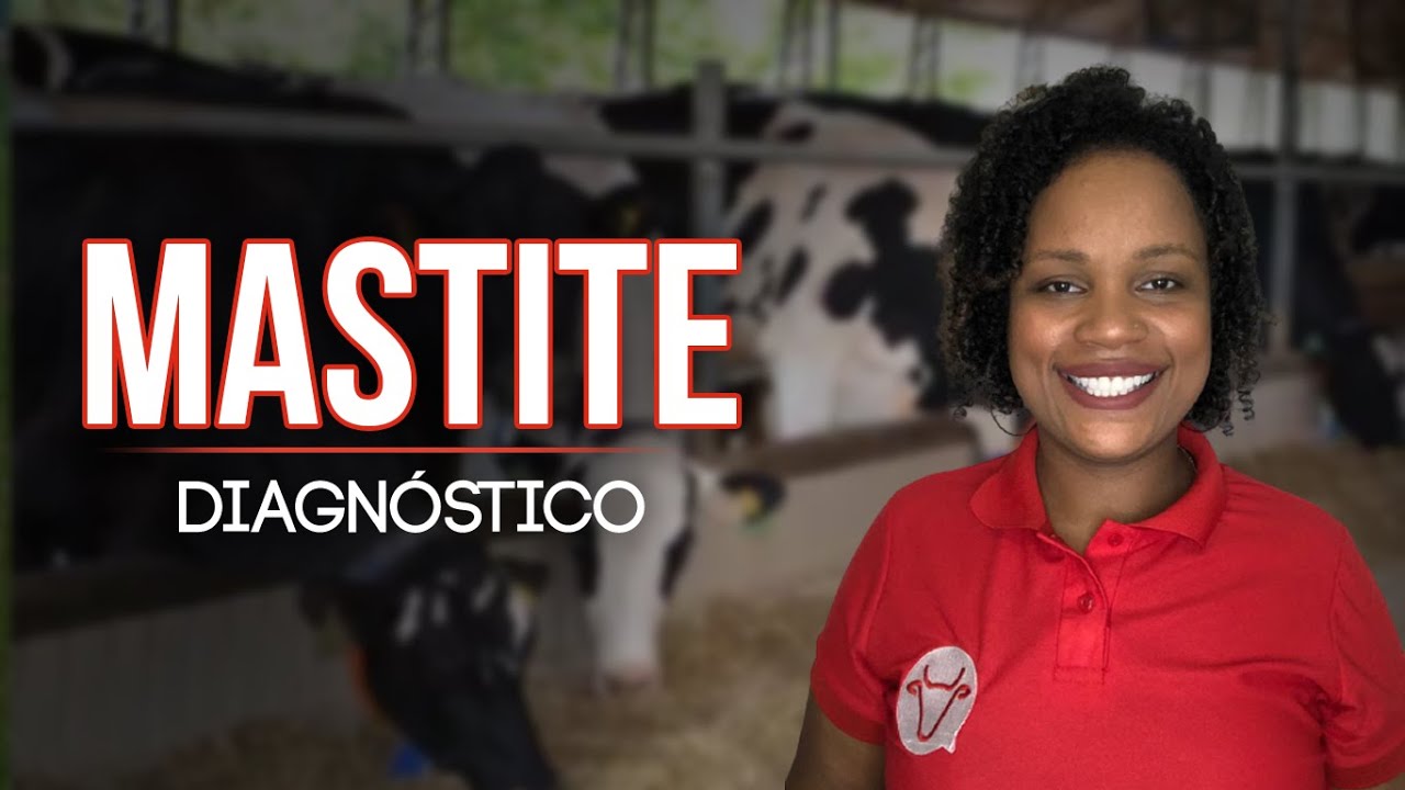 MASTITE BOVINA - CONHECENDO O INIMIGO! | RUMINANDO!
