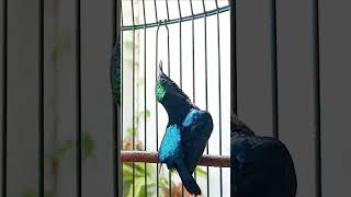 Download lagu Konin Gacor #konin #kicaumaniabird #birds #konindacok #kicaumania mp3