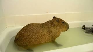 Cover art for Okay I pull up