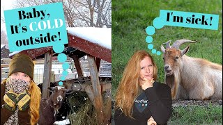 Goats Shivering--it can be BAD! SAVE YOUR GOAT--WATCH FULL VIDEO! And what to do if they are 🐐🥶🤒🐐