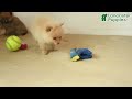 Pomeranian dogs for sale: Patty - Video 1