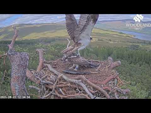 Darach the Loch Arkaig Osprey chick gets a large lively fish from Louis - how many more? 21 Aug 2025