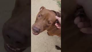 Video preview image #1 Staffordshire Bull Terrier Puppy For Sale in Spring, TX, USA