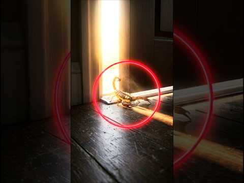 The “Light Test”: How Scorpions Sneak Under Your Door 🚪🦂