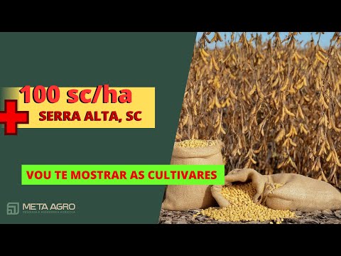 + 100 sc/ha - Veja as cultivares 