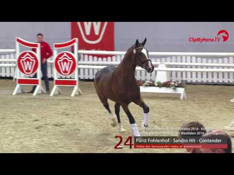 24  Fürst Fohlenhof - Sandro Hit - Contender