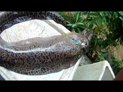 Giant Moray Eel - CATCH AND COOK -