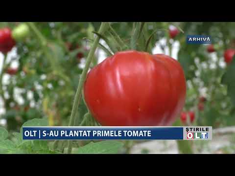 OLT S AU PLANTAT PRIMELE TOMATE 2601