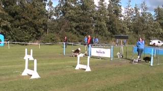 preview picture of video 'Flyball competitie 2014: AKC Waterland (Purmerend, 2014-08-24)'