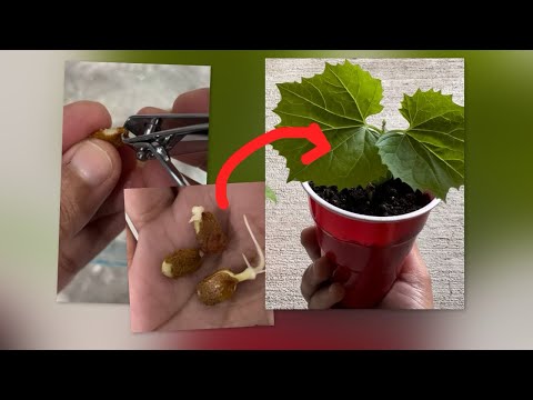 Bitter gourd fast germination method #kakarakaya #bittermelonseeds to plant