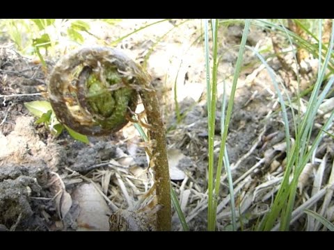 Förster Klaus - Waldgruß #18 - Der Waldbaumläufer