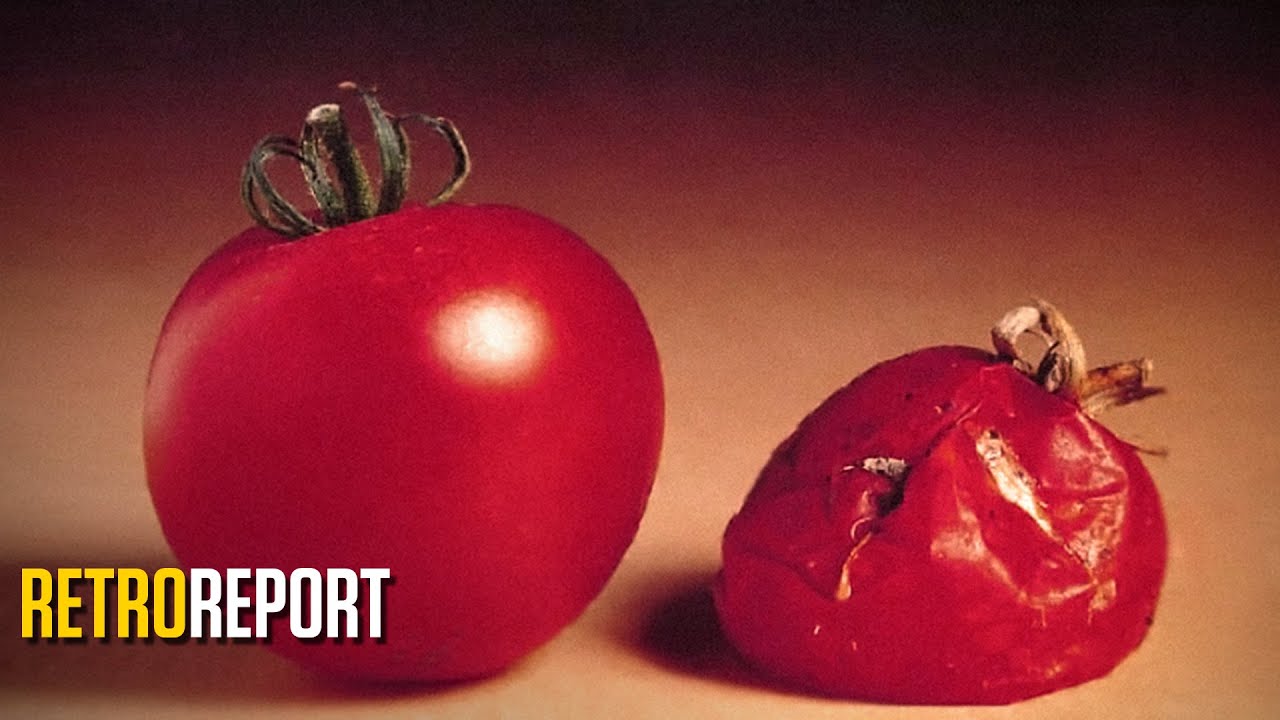GMO Food Fears and the First Test Tube Tomato | Retro Report