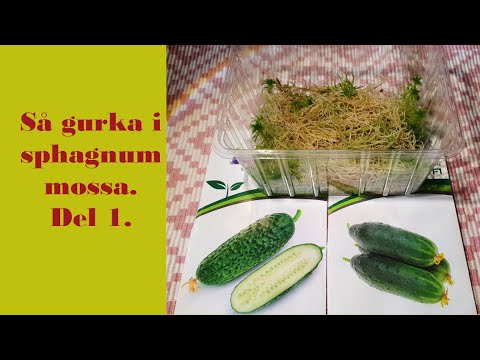 Så gurka i sphagnum mossa.  Del 1.