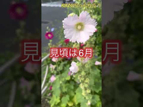 タチアオイの種を集めるのに最適な時期はいつですか?なぜそれを自己播種させないのでしょうか？  庭園