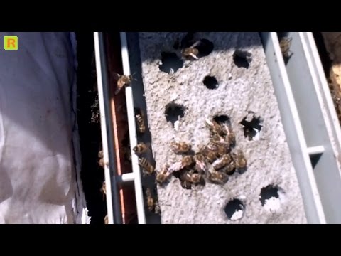 Стимуляция пчелы летом в без взяточный периодна пасике