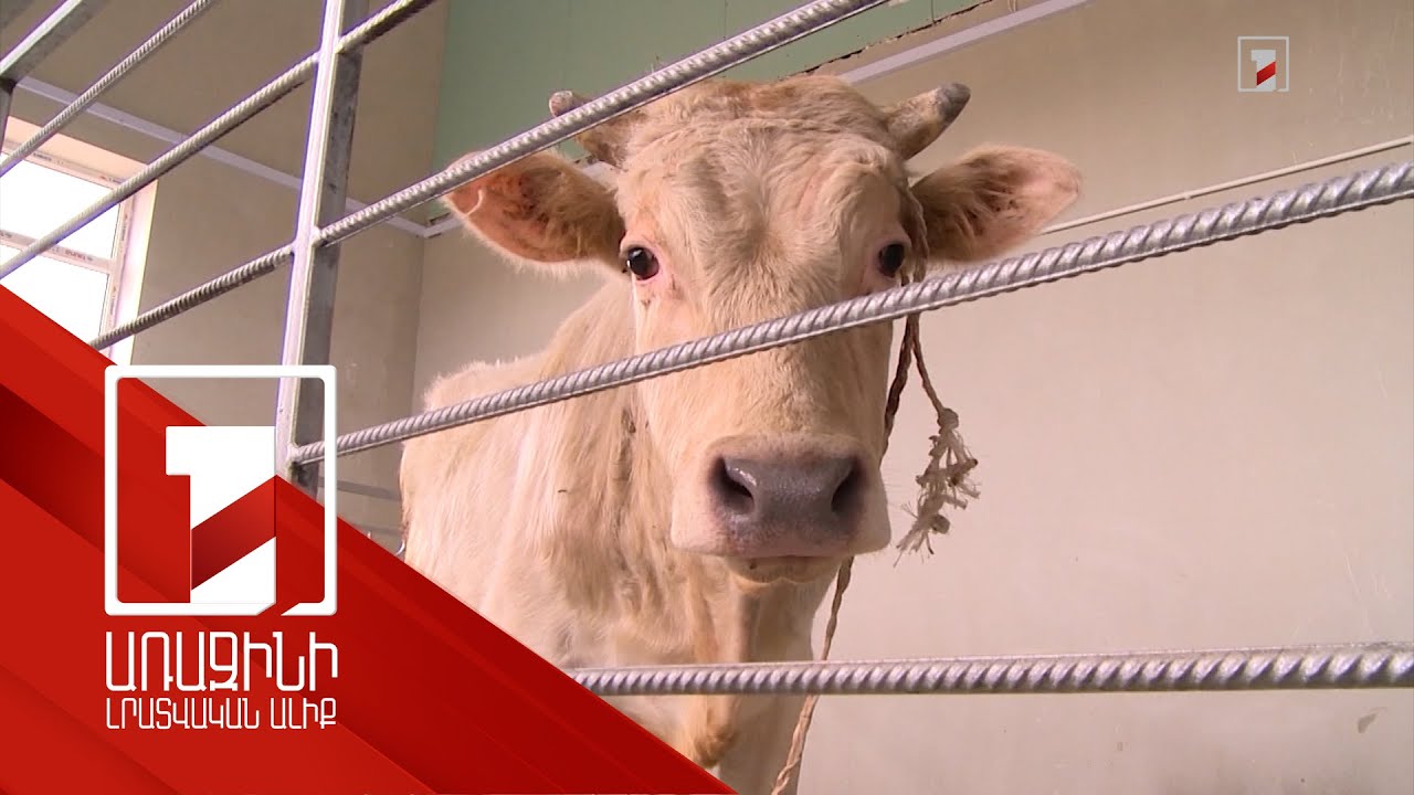 Հավասար մրցակցային պայմաններ սպանդանոցների համար. բոլորը կհարկվեն շրջանառության հարկի չափով