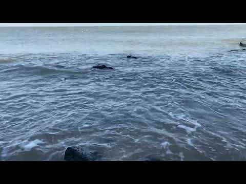 Mandvi beach | Kashi Vishwanath Beach | Kutch Gujarat || The village life ||
