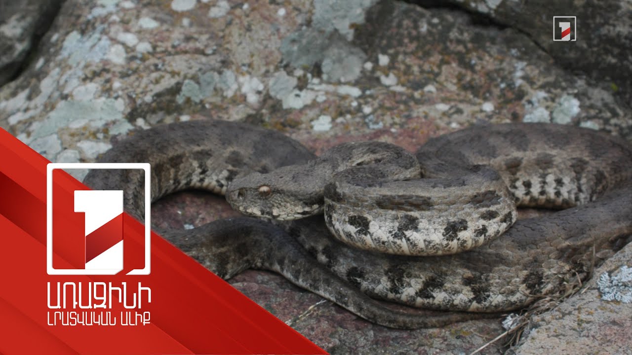 Օձերի վերաբերյալ ահազանգերը նախորդ տարվանից ավելի չեն, պարզապես այս տարի դրանք ավելի ուշ են ակտիվացել