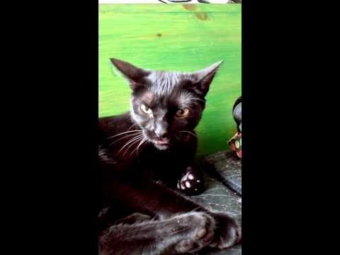 Gato enfadado !! Hungry cat