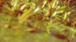 Brian Eno - Golden Hours