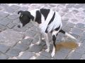 Havana Dog Takes A BIG DUMP