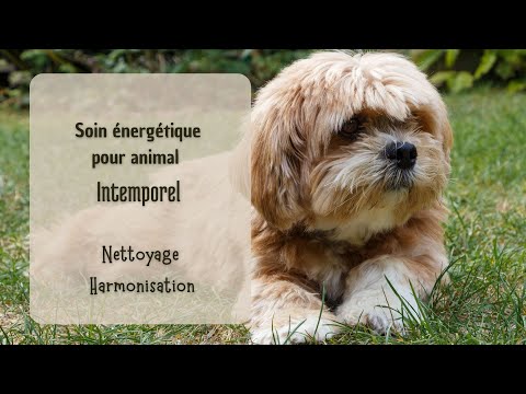 Soin énergétique pour ton animal de compagnie