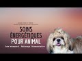 Soin énergétique pour ton animal de compagnie