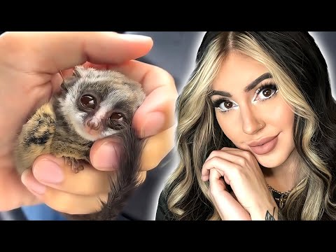 Who's Cuter? | Try Not to AWW | 46