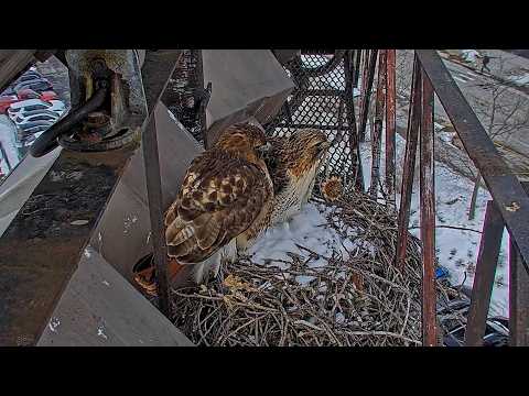 Watch Big Red And Arthur Visit Cornell Hawks Nest For First Time In 2026 | Feb. 13, 2026