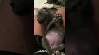 Neapolitan Mastiff Puppies Videos