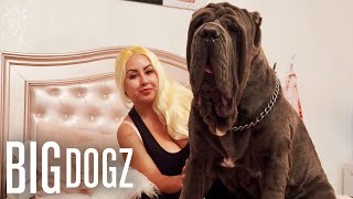 Download lagu Ambush: The 180lbs Neapolitan Mastiff | BIG DOGZ mp3 Download lagu Ambush: The 180lbs Neapolitan Mastiff | BIG DOGZ mp3