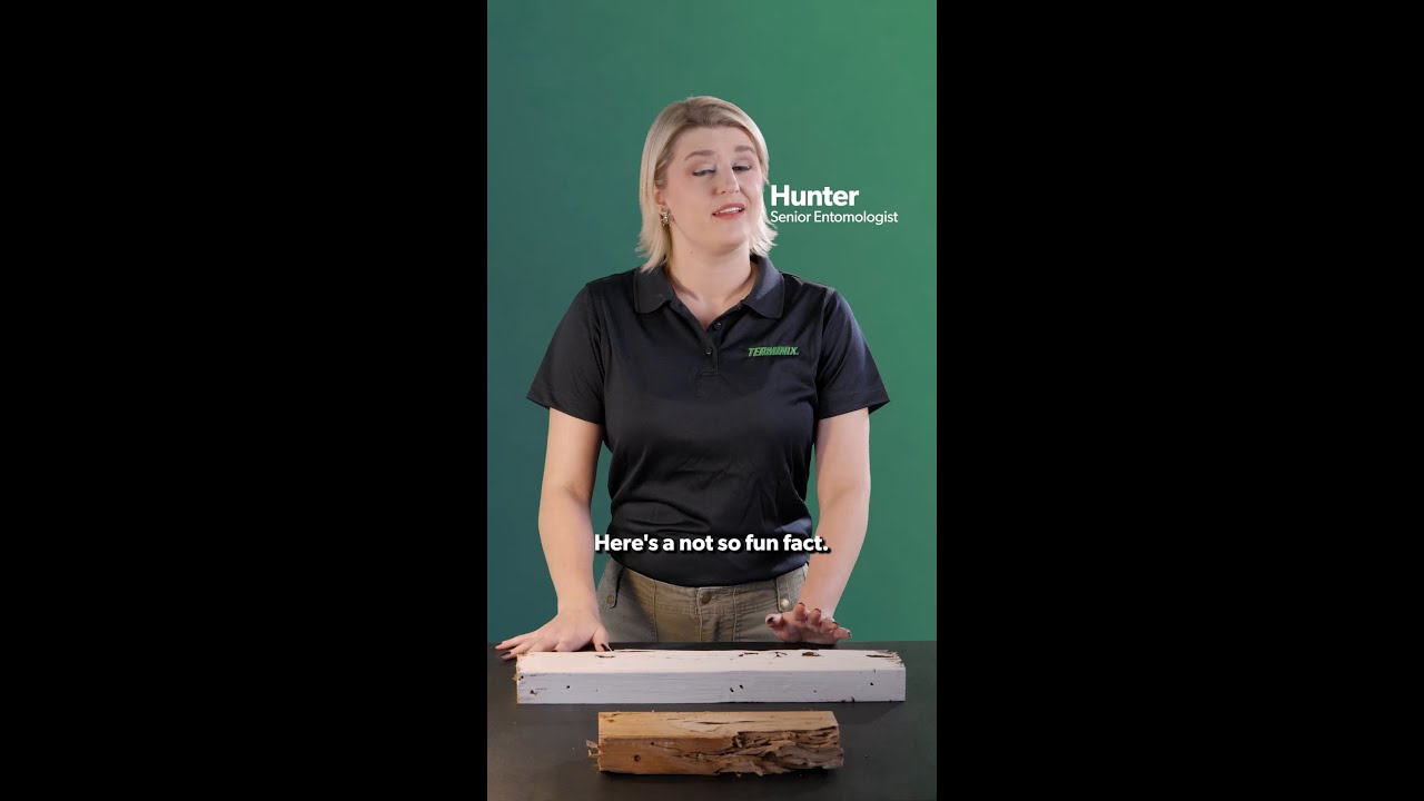 Thumbnail image for Termites eat what?! 🪵 📄 📚 They eat it all 24/7. 
