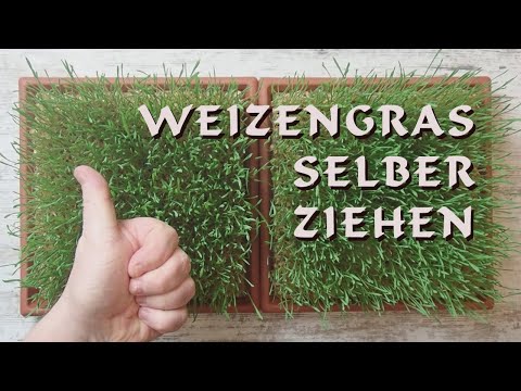, title : 'Einfach Weizengras selber ziehen in weniger als 2 Wochen'