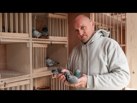 National WHZB/TBOTB/NPO winners 2022: 1st Ace Pigeon Middle Distance, Danny de Vrede, Kaatsheuvel