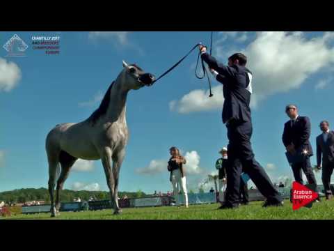 N.76 AV CLOUD DANCER - Chantilly 2017 European Breeders'Championship - 3 Years Old Colts (Class 7)