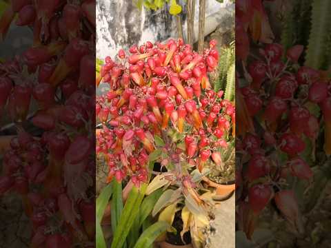 Ab koi excuse nhi chalega #shortvideo #minivlog #gardening #shorts