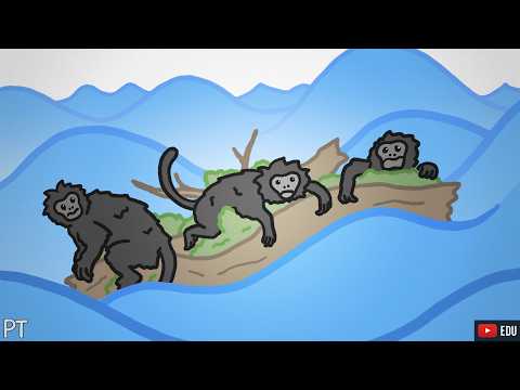 Como os macacos vieram parar na América?