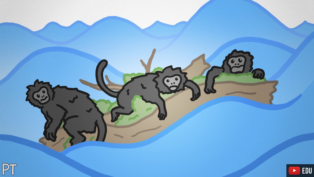 Como os macacos vieram parar na América?