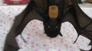 Baby bat playing peek a boo