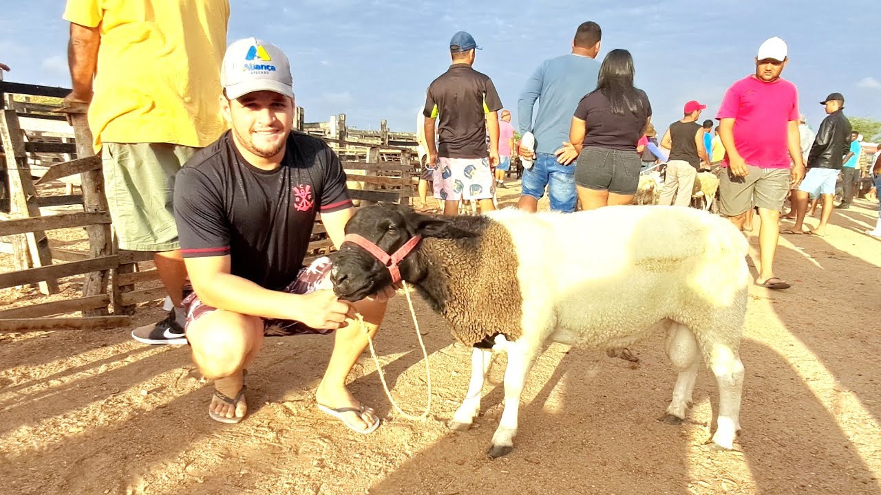 MAIOR FEIRA DE CAPRINOS E OVINOS DE FOLHA MIÚDA ALAGOAS NORDESTE BRASIL 29/12/2024#nordeste
