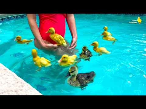 I decided to swim in the pool with my live ducklings, funny ducks satisfying video