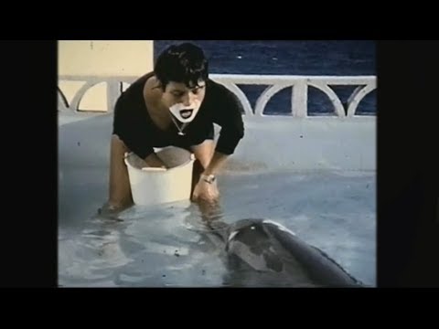 男大生 水下畸恋 和海豚 “肉体交合” | 中國報 China Press