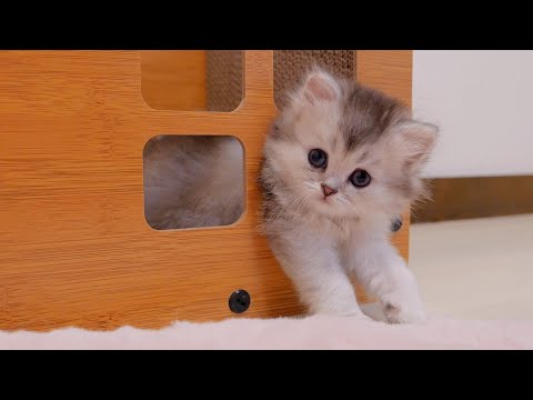 The kitten who has eaten too much and can't move because it's stuck in the gap is so cute...