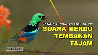 Download lagu Terapi Burung Macet Bunyi | Masteran Burung Kecil Tembakan Tajam Isian Mewah | Speed Rapat mp3