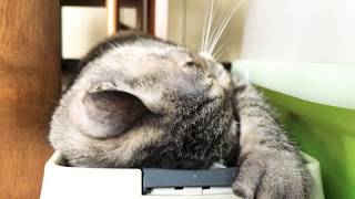 みっくまたたびにやられるの巻