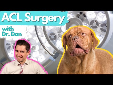 Dog ACL Surgery.  The two most common surgeries with Dr. Dan