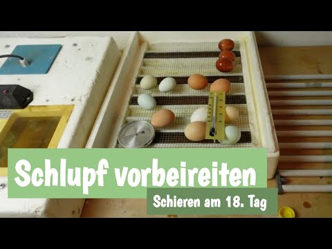 Schlupf vorbereiten | Schieren am 18. Tag