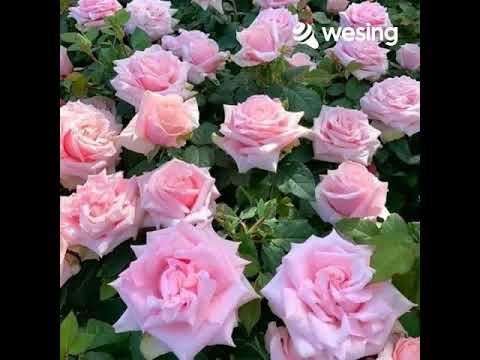 Ashita(Japanese Vocal Version)